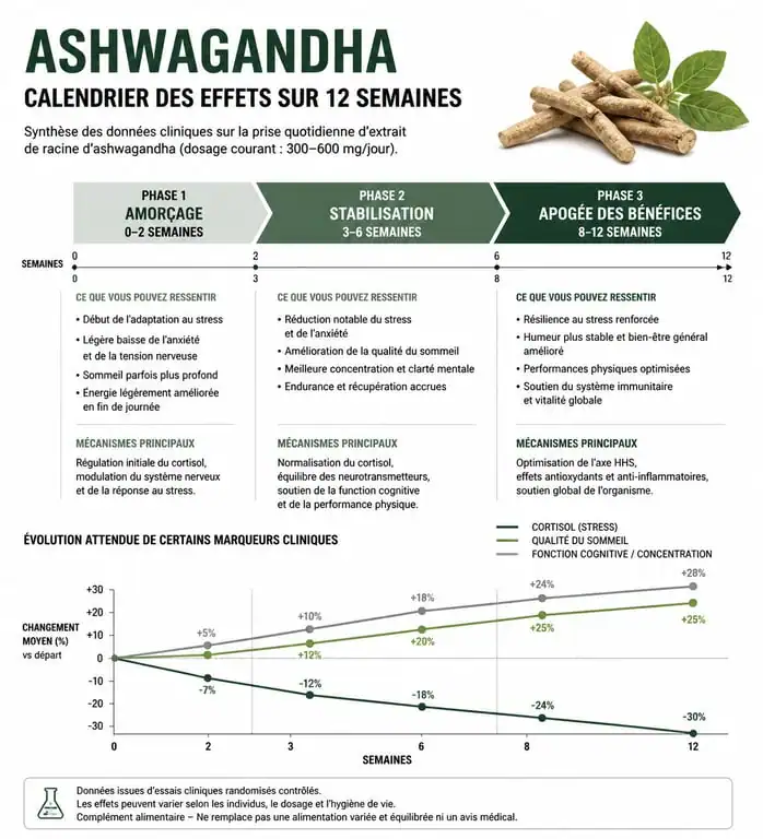 Infographie du calendrier des effets de l'ashwagandha sur le stress et le sommeil sur 12 semaines